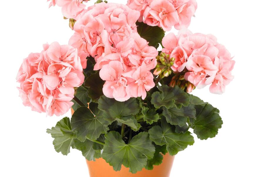 Muškát, pelargonie páskatá 'Savannah Light Salmon' - Pelargonium zonale 'Savannah Light Salmon'