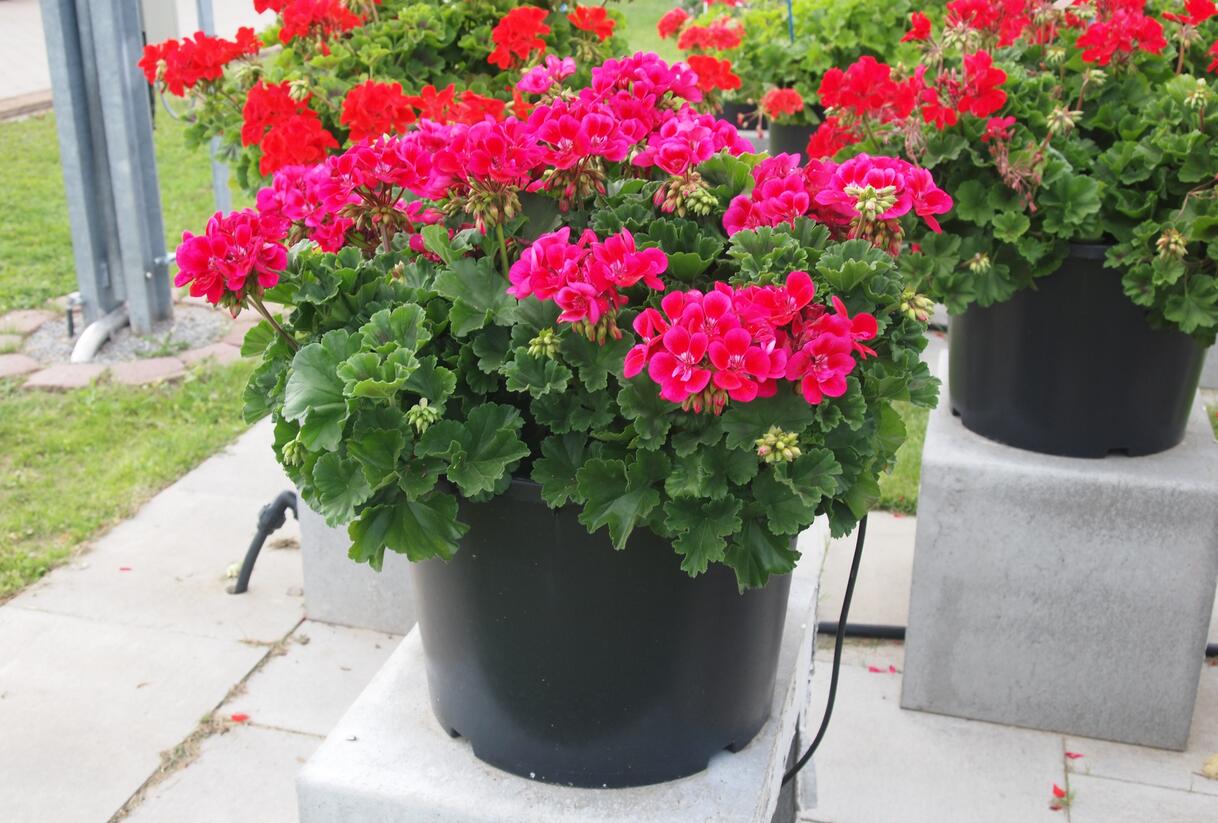 Muškát, pelargonie páskatá 'Savannah TexMex Merlot Sizzle' - Pelargonium zonale 'Savannah TexMex Merlot Sizzle'