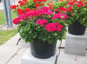 Muškát, pelargonie páskatá 'Savannah TexMex Merlot Sizzle' - Pelargonium zonale 'Savannah TexMex Merlot Sizzle'