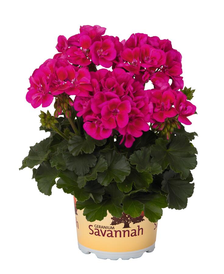 Muškát, pelargonie páskatá 'Savannah TexMex Merlot Sizzle' - Pelargonium zonale 'Savannah TexMex Merlot Sizzle'