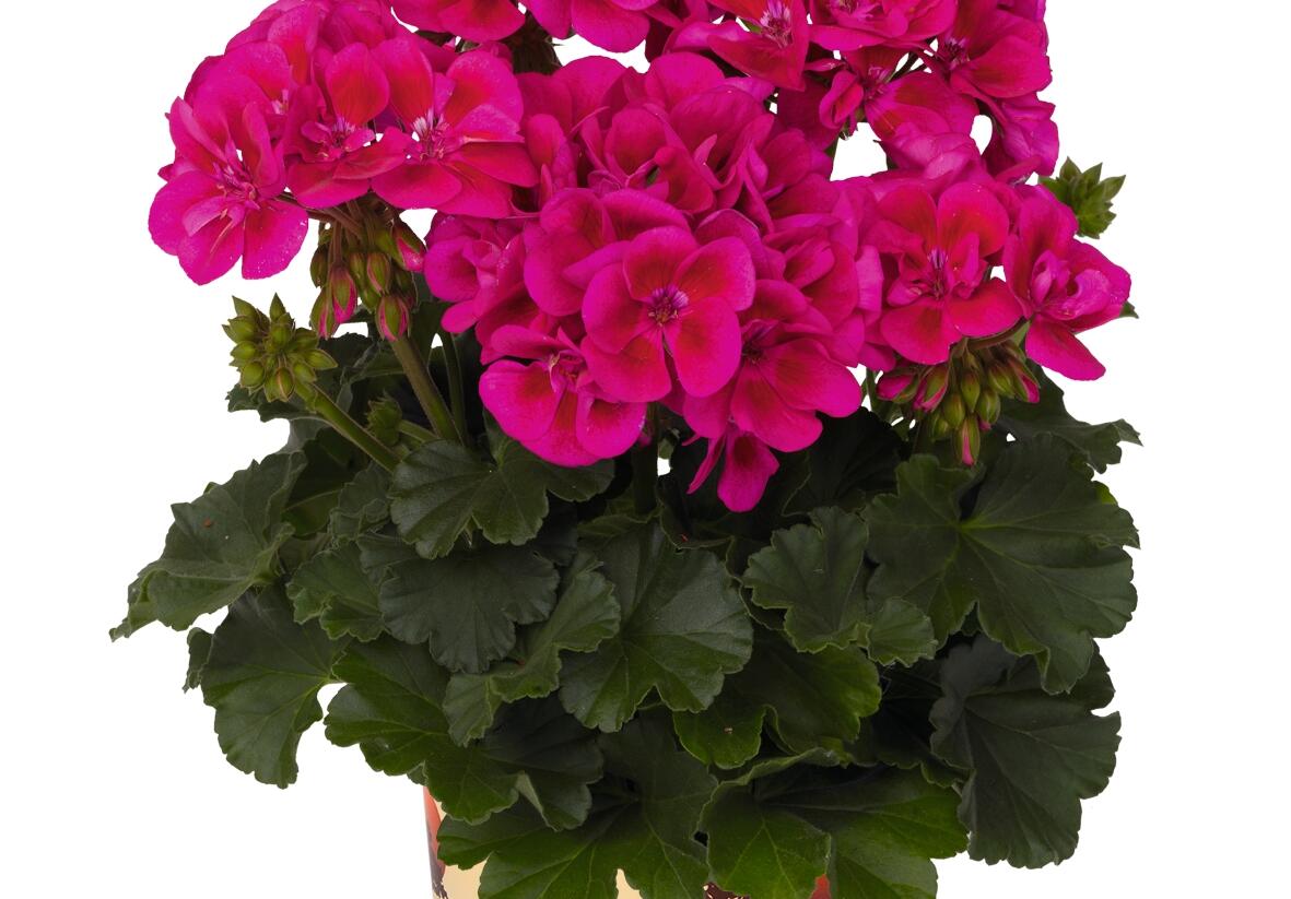 Muškát, pelargonie páskatá 'Savannah TexMex Merlot Sizzle' - Pelargonium zonale 'Savannah TexMex Merlot Sizzle'