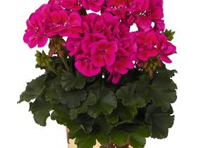 Muškát, pelargonie páskatá 'Savannah TexMex Merlot Sizzle' - Pelargonium zonale 'Savannah TexMex Merlot Sizzle'