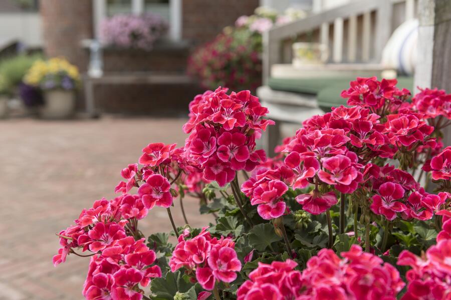 Muškát, pelargonie páskatá 'Savannah TexMex Ruby' - Pelargonium zonale 'Savannah TexMex Ruby'