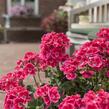 Muškát, pelargonie páskatá 'Savannah TexMex Ruby' - Pelargonium zonale 'Savannah TexMex Ruby'