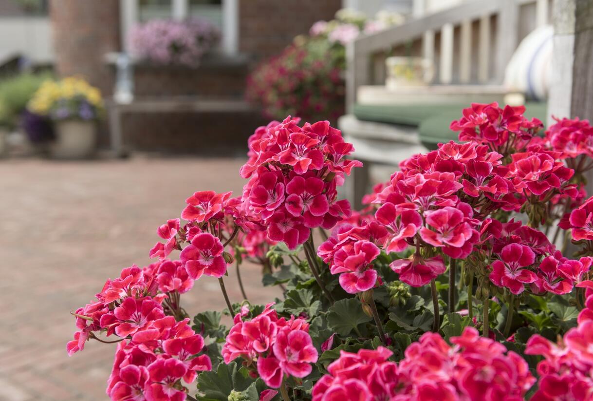 Muškát, pelargonie páskatá 'Savannah TexMex Ruby' - Pelargonium zonale 'Savannah TexMex Ruby'