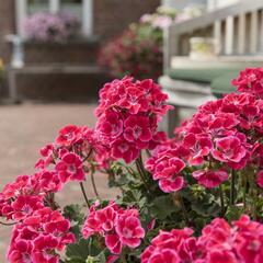 Muškát, pelargonie páskatá 'Savannah TexMex Ruby' - Pelargonium zonale 'Savannah TexMex Ruby'