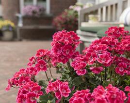 Muškát, pelargonie páskatá 'Savannah TexMex Ruby'