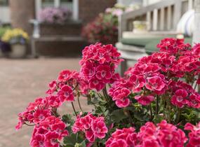 Muškát, pelargonie páskatá 'Savannah TexMex Ruby' - Pelargonium zonale 'Savannah TexMex Ruby'