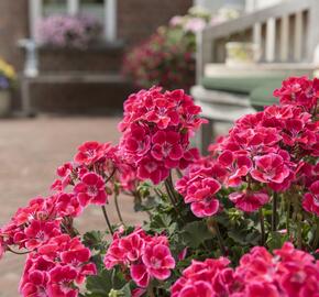 Muškát, pelargonie páskatá 'Savannah TexMex Ruby' - Pelargonium zonale 'Savannah TexMex Ruby'