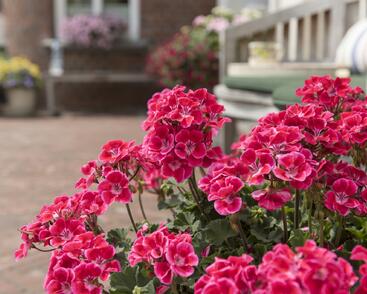 Muškát, pelargonie páskatá 'Savannah TexMex Ruby'