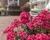 Muškát, pelargonie páskatá 'Savannah TexMex Ruby'