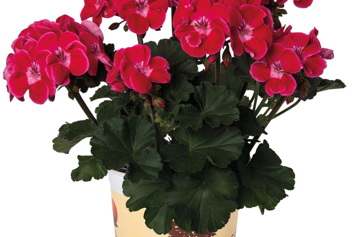 Muškát, pelargonie páskatá 'Savannah TexMex Ruby' - Pelargonium zonale 'Savannah TexMex Ruby'