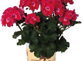Muškát, pelargonie páskatá 'Savannah TexMex Ruby' - Pelargonium zonale 'Savannah TexMex Ruby'