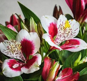 Alstromérie, boubelka 'Inticancha Maya' - Alstroemeria hybrida 'Inticancha Maya'