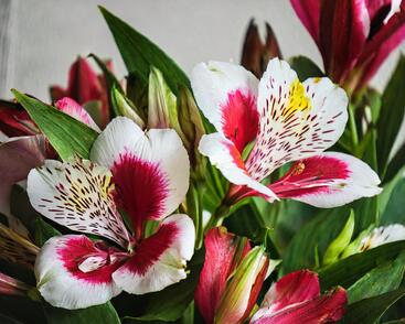 Alstromérie, boubelka 'Inticancha Maya'