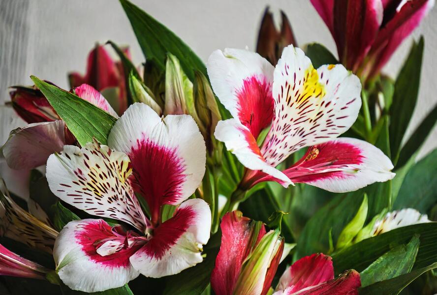 Alstromérie, boubelka 'Inticancha Maya' - Alstroemeria hybrida 'Inticancha Maya'