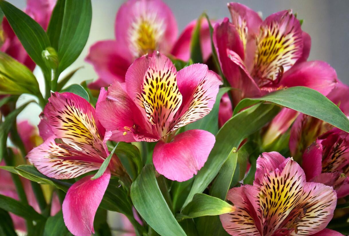 Alstromérie, boubelka 'Inticancha Malaga' - Alstroemeria hybrida 'Inticancha Malaga'