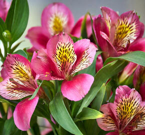 Alstromérie, boubelka 'Inticancha Malaga' - Alstroemeria hybrida 'Inticancha Malaga'