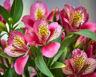 Alstromérie, boubelka 'Inticancha Malaga'