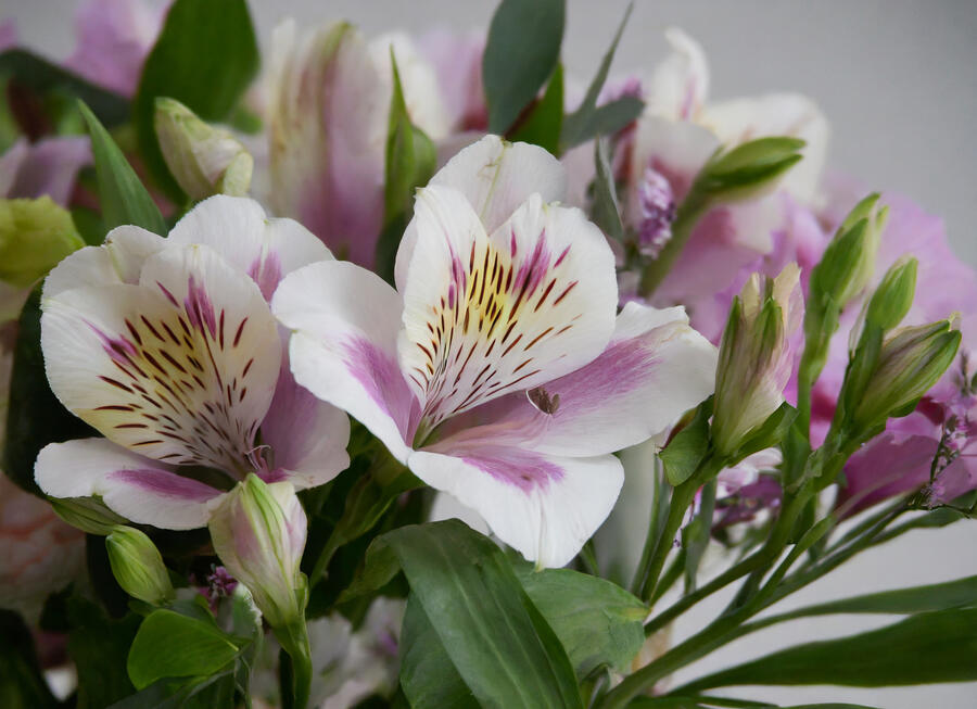 Alstromérie, boubelka 'Inticancha Malaga' - Alstroemeria hybrida 'Inticancha Moonlight'