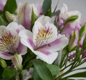 Alstromérie, boubelka 'Inticancha Malaga' - Alstroemeria hybrida 'Inticancha Moonlight'