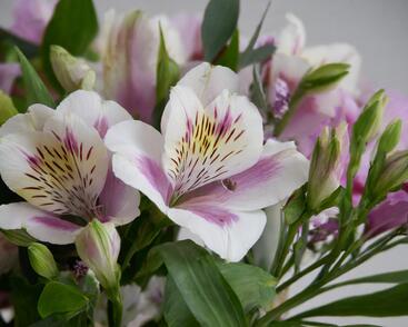 Alstromérie, boubelka 'Inticancha Malaga'