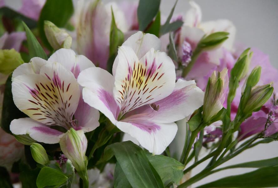 Alstromérie, boubelka 'Inticancha Malaga' - Alstroemeria hybrida 'Inticancha Moonlight'