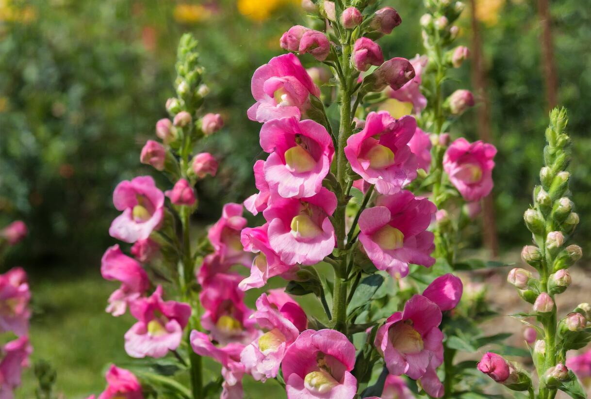 Hledík větší 'Dazzling Lips Pink' - Antirrhinum majus 'Dazzling Lips Pink'