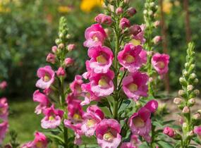 Hledík větší 'Dazzling Lips Pink' - Antirrhinum majus 'Dazzling Lips Pink'
