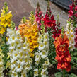 Hledík větší 'Twiny Mix' - Antirrhinum majus 'Twiny Mix'