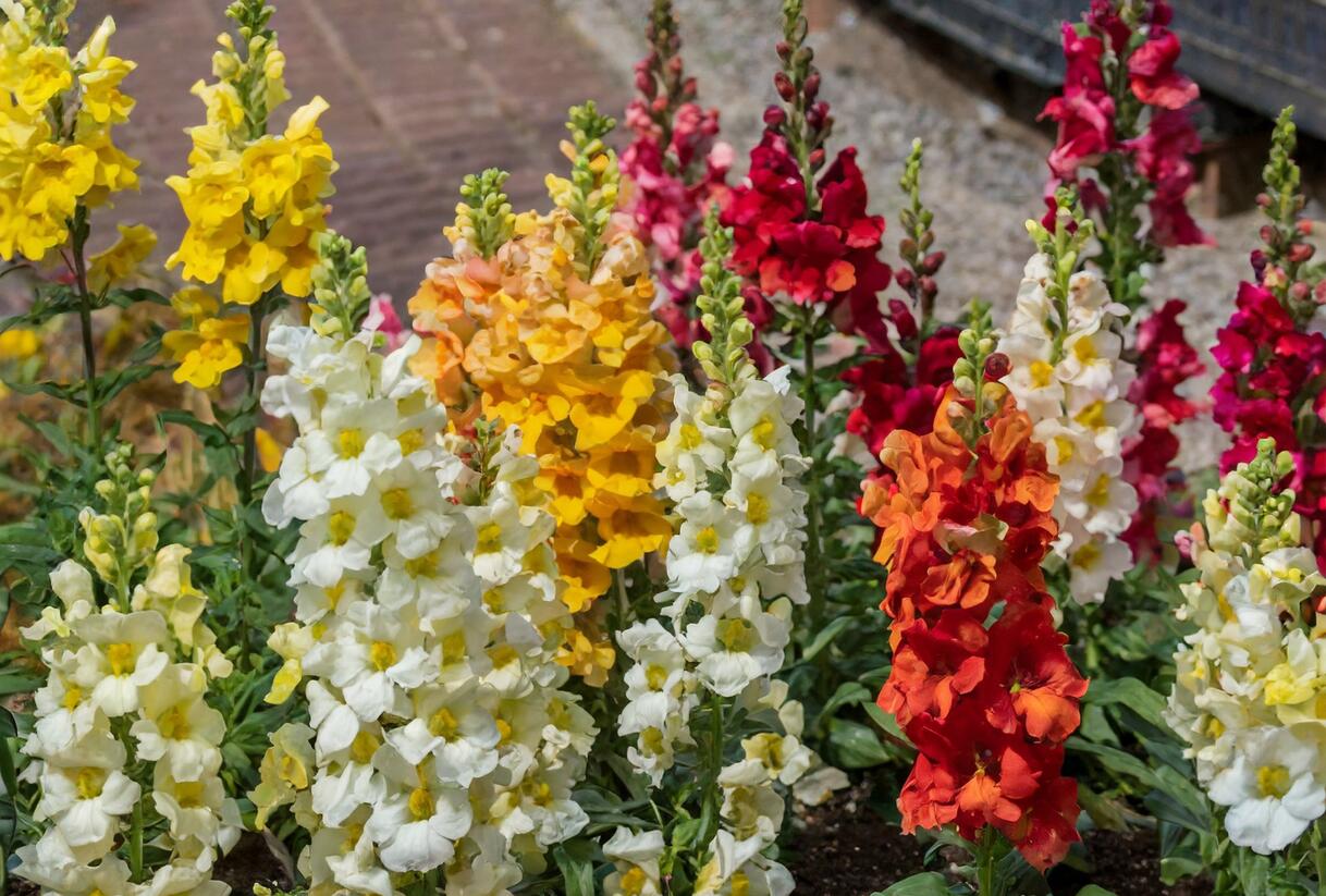 Hledík větší 'Twiny Mix' - Antirrhinum majus 'Twiny Mix'