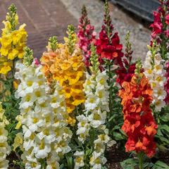 Hledík větší 'Twiny Mix' - Antirrhinum majus 'Twiny Mix'