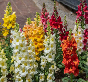 Hledík větší 'Twiny Mix' - Antirrhinum majus 'Twiny Mix'