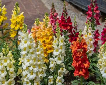 Hledík větší 'Twiny Mix'