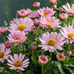 Kopretina pařížská 'Aramis Girly Pink' - Argyranthemum frutescens 'Aramis Girly Pink'