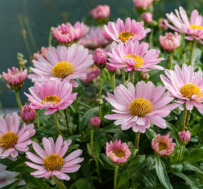 Kopretina pařížská 'Aramis Girly Pink' - Argyranthemum frutescens 'Aramis Girly Pink'