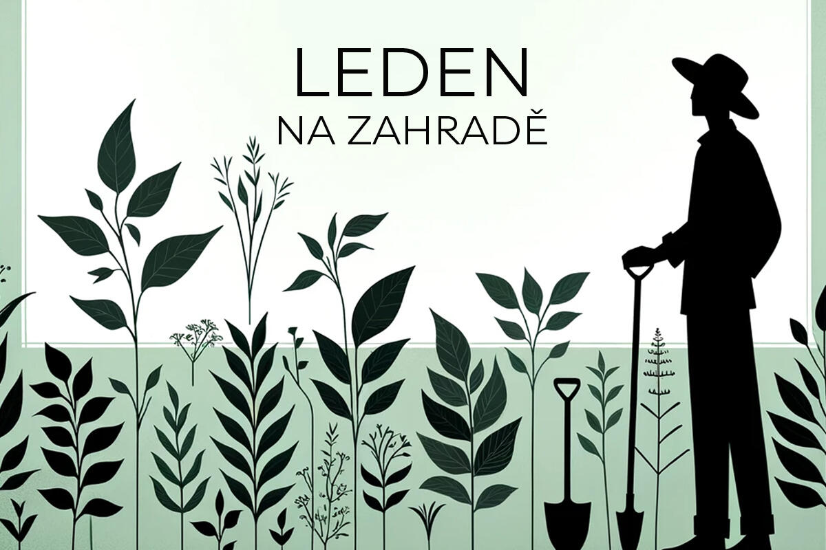 BANER-LEDEN
