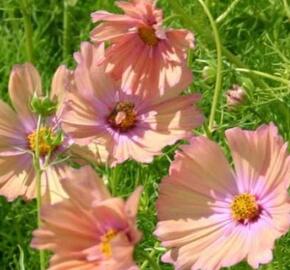 Krásenka zpeřená 'Apricotta' - Cosmos bipinnatus 'Apricotta'