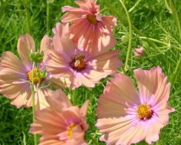 Krásenka zpeřená 'Apricotta'