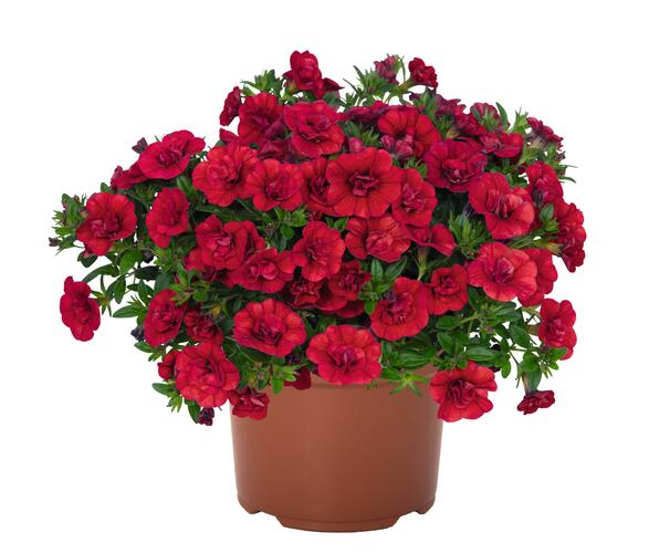 Minipetúnie, Million Bells 'Aloha Double Red' - Calibrachoa hybrida 'Aloha Double Red'