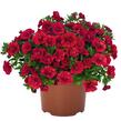 Minipetúnie, Million Bells 'Aloha Double Red' - Calibrachoa hybrida 'Aloha Double Red'