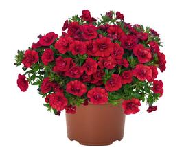 Minipetúnie, Million Bells 'Aloha Double Red'