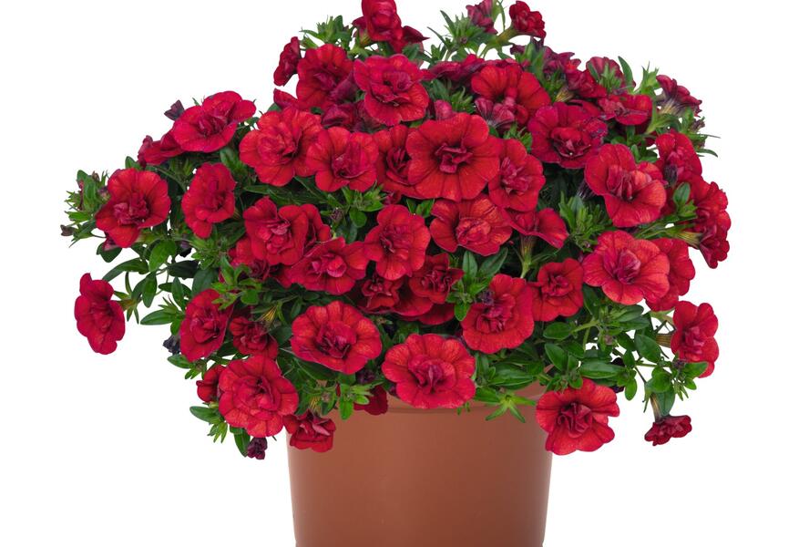 Minipetúnie, Million Bells 'Aloha Double Red' - Calibrachoa hybrida 'Aloha Double Red'