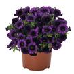 Minipetúnie, Million Bells 'Aloha Kona Midnight Purple' - Calibrachoa hybrida 'Aloha Kona Midnight Purple'