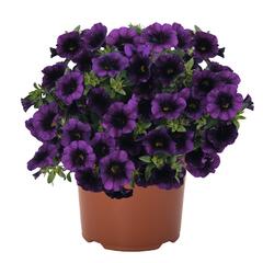 Minipetúnie, Million Bells 'Aloha Kona Midnight Purple' - Calibrachoa hybrida 'Aloha Kona Midnight Purple'