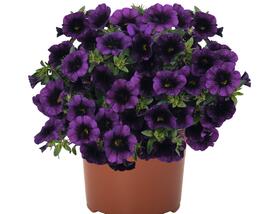 Minipetúnie, Million Bells 'Aloha Kona Midnight Purple'