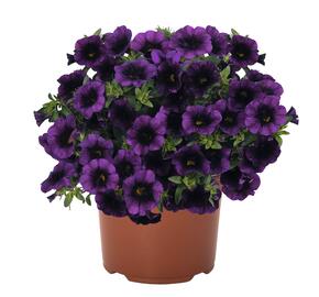 Minipetúnie, Million Bells 'Aloha Kona Midnight Purple' - Calibrachoa hybrida 'Aloha Kona Midnight Purple'