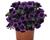 Minipetúnie, Million Bells 'Aloha Kona Midnight Purple'