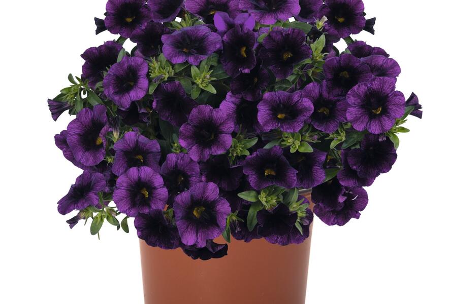 Minipetúnie, Million Bells 'Aloha Kona Midnight Purple' - Calibrachoa hybrida 'Aloha Kona Midnight Purple'