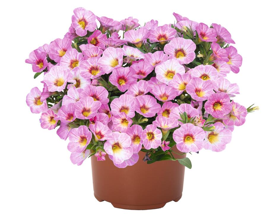 Minipetúnie, Million Bells 'Aloha Kona Pink Blush' - Calibrachoa hybrida 'Aloha Kona Pink Blush'